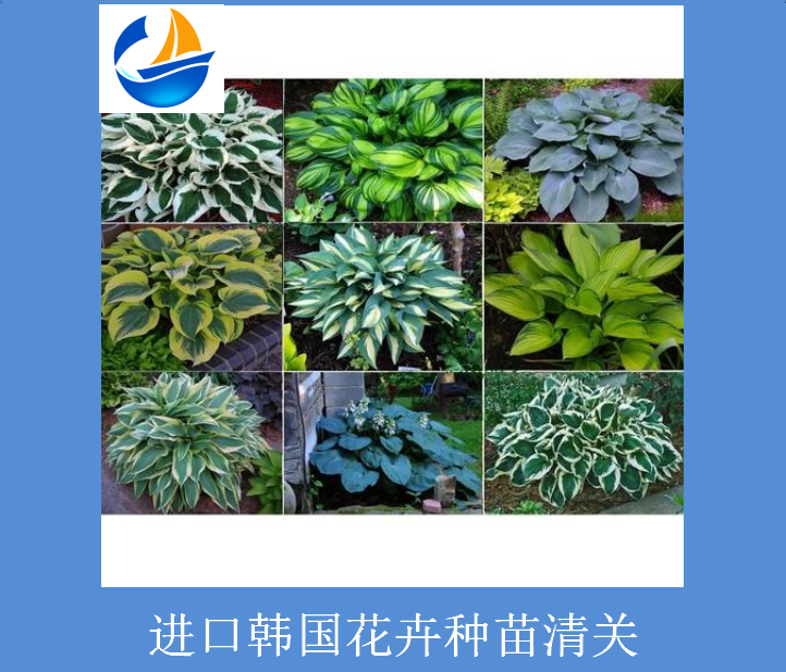 進(jìn)口韓國(guó)花卉種苗清關(guān).png