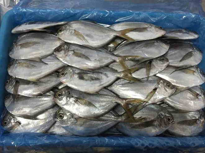 鯧魚進(jìn)口清關(guān).jpg